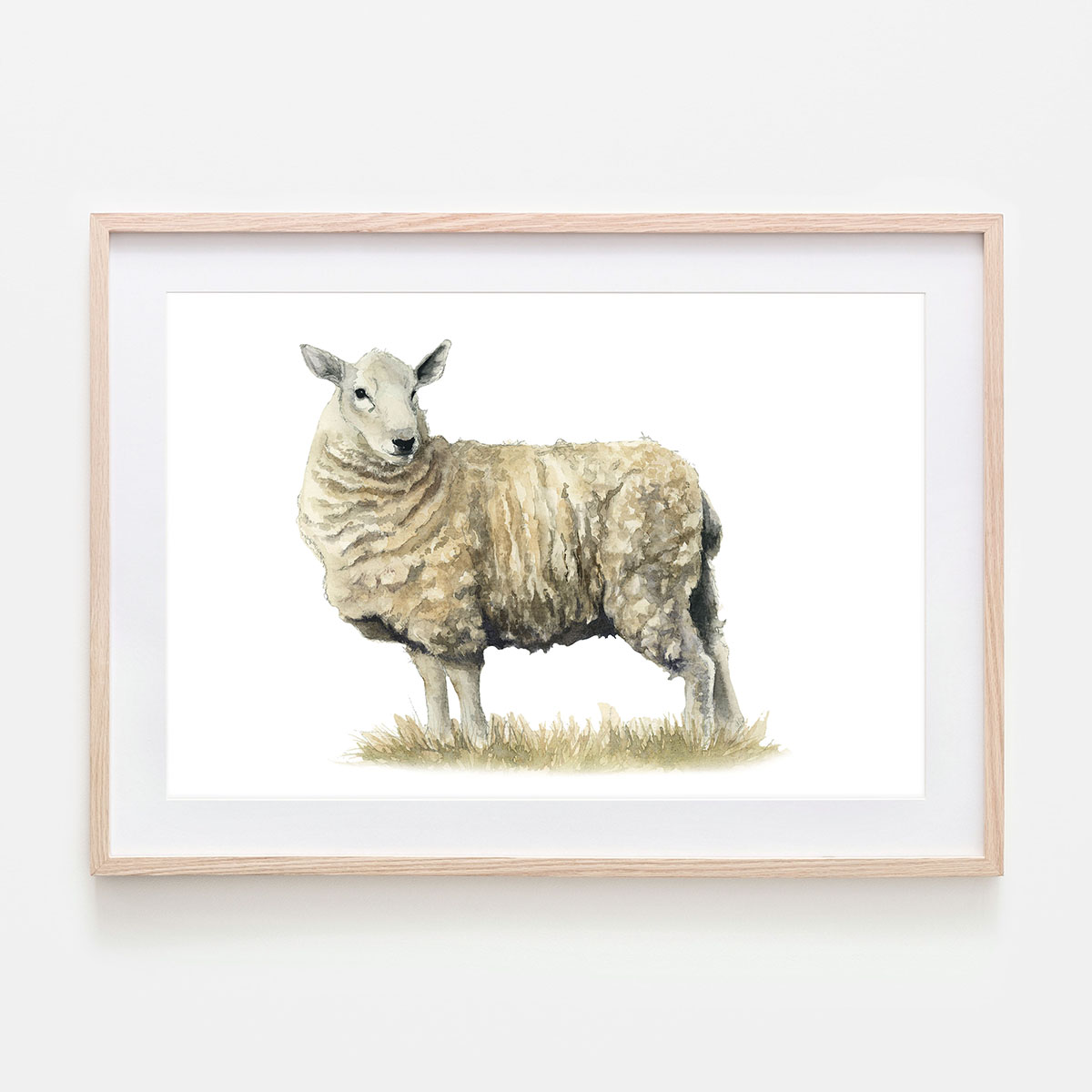 Lancaster Sheep Original Watercolor Painting - CMC art Illustrations